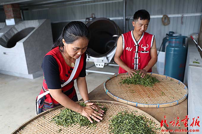 勐库镇：茶园里的幸福生活 图片报道 第1张