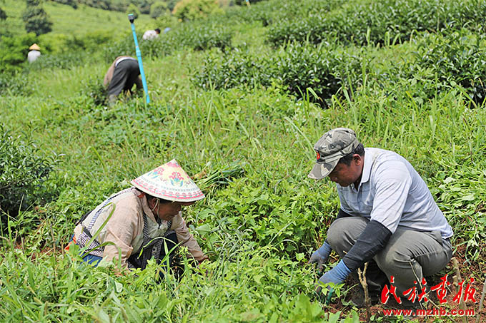 以茶为媒，携手各族群众走向共同富裕 图片报道 第2张