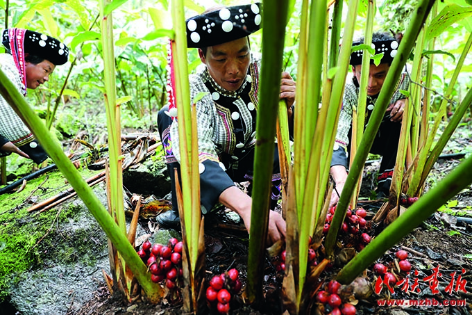 草果·沃柑·咖啡·火龙果：现代农业 齐聚登场 图片报道 第5张