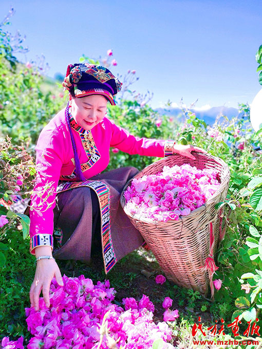 二十大代表陈望慧：让每一朵玫瑰都变成“致富花” 中国共产党第二十次全国代表大会特别报道 第5张