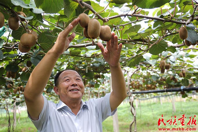 楚雄东华：产业兴旺 百姓富裕 图片报道 第2张