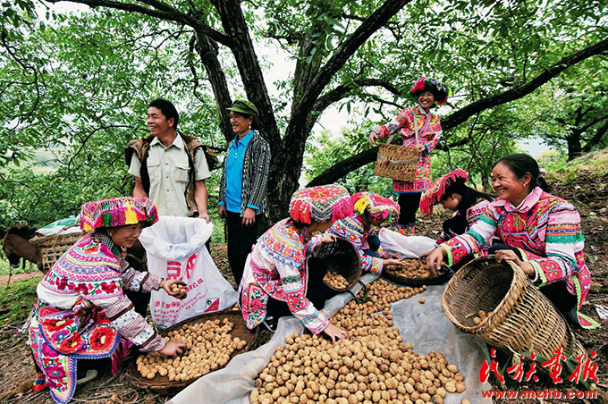 滇中翡翠 融和楚雄——云南楚雄彝族自治州打造民族团结进步创建工作“升级版”纪实 图片报道 第16张