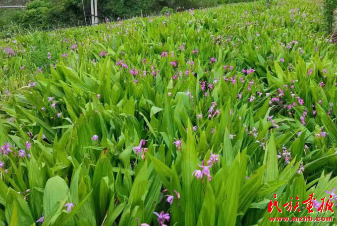 岗房村：国旗高高飘扬在边境新村|牢记嘱托 建设好泸水美丽家园 图片报道 第5张