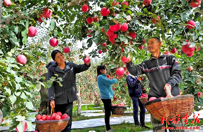 第十届新疆特色果品（阿克苏）交易会暨阿克苏第二届苹果文化旅游采摘季活动圆满举办 图片报道 第2张